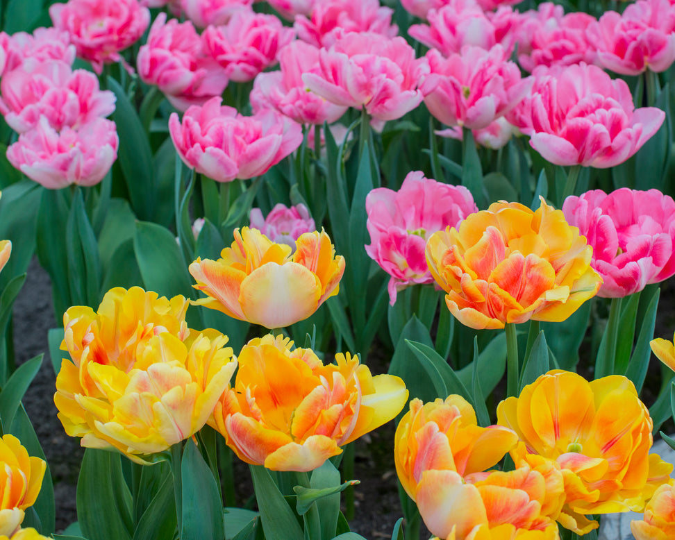 Tulip 'Foxy Foxtrot'