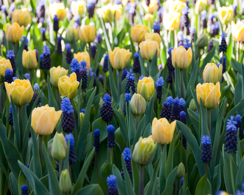 Tulip 'Foxy Foxtrot'