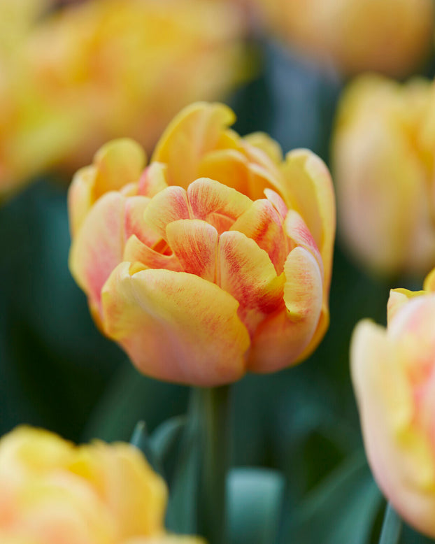 Tulip 'Foxy Foxtrot'