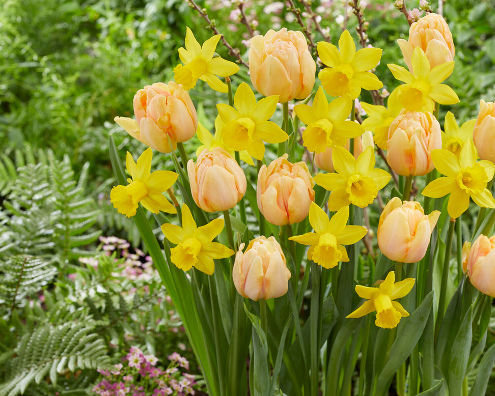 Tulip 'Foxy Foxtrot'