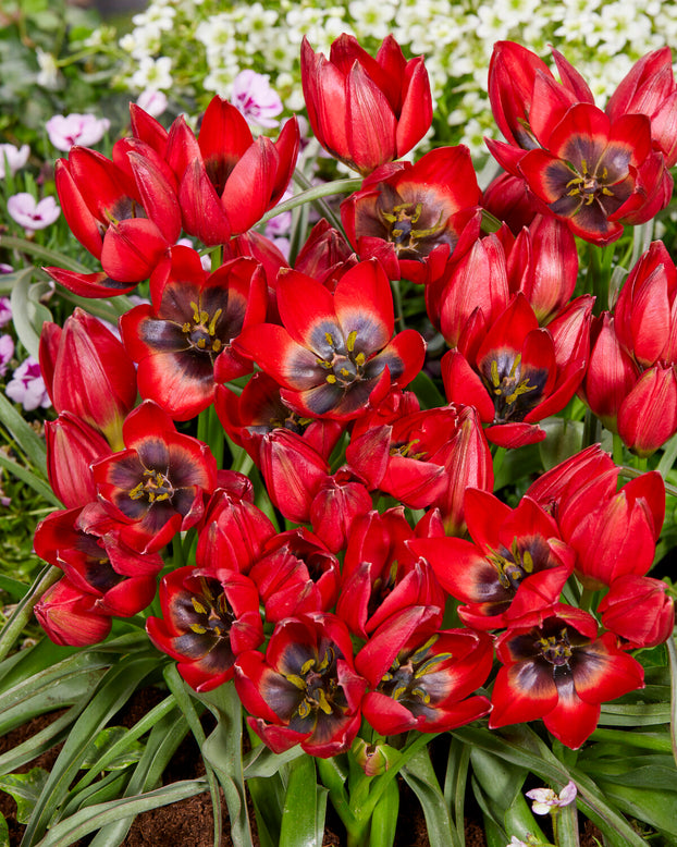 Tulip 'Francisca'