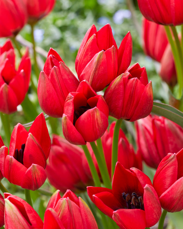 Tulip 'Francisca'