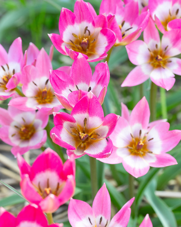 Tulip 'Garden of Clusius'