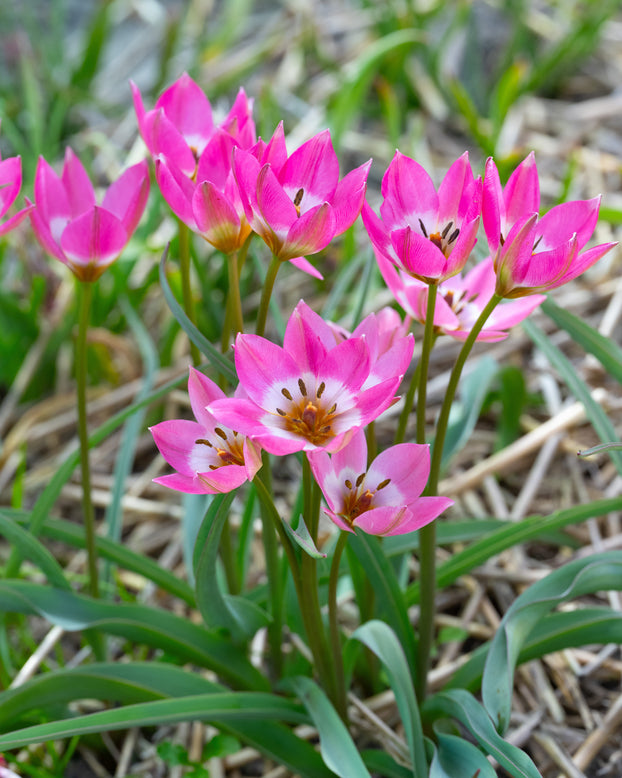 Tulip 'Garden of Clusius'