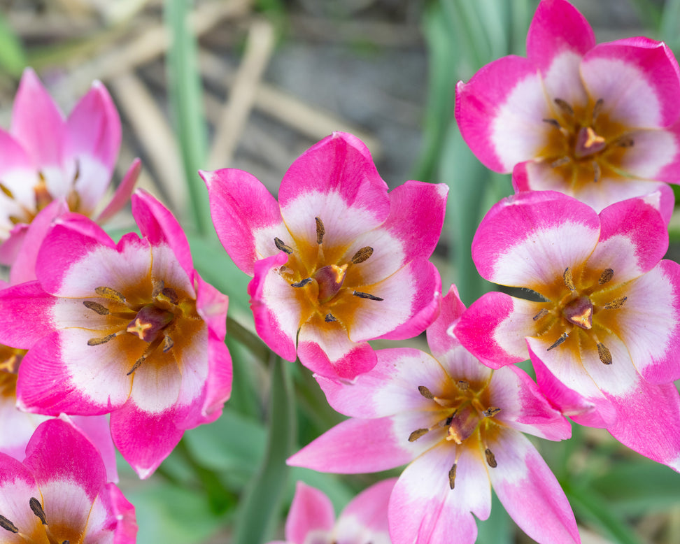 Tulip 'Garden of Clusius'