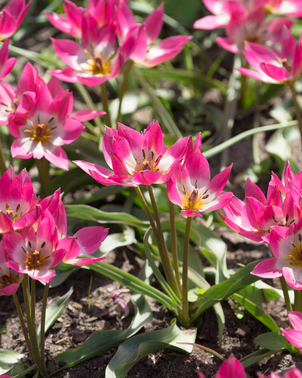 Tulip 'Garden of Clusius'