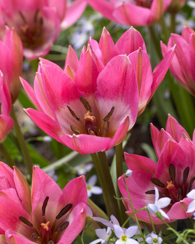 Tulip 'Garden of Clusius'