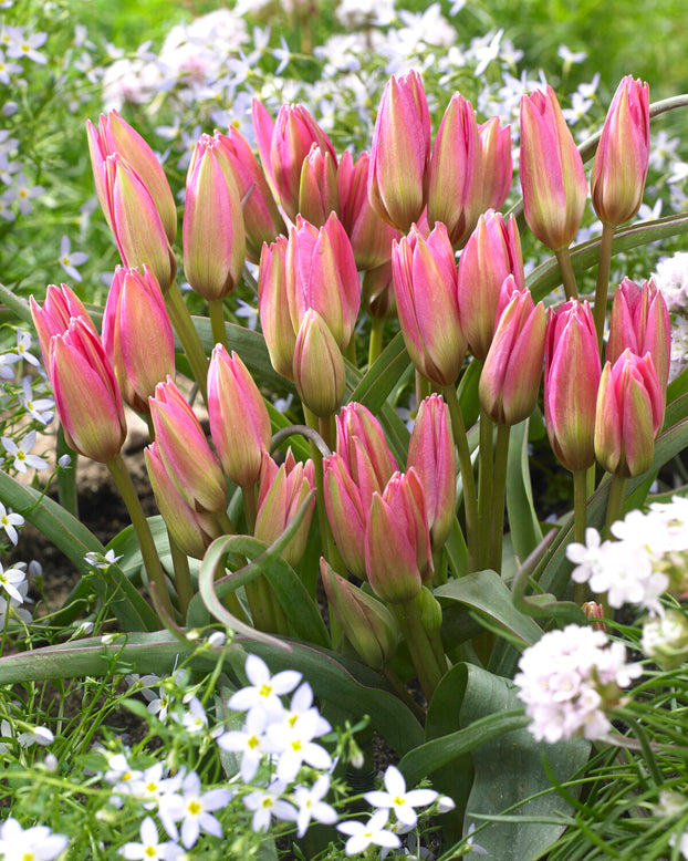 Tulip 'Garden of Clusius'