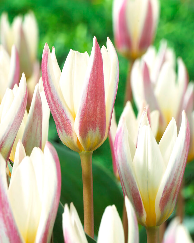 Tulip 'Ice Stick'