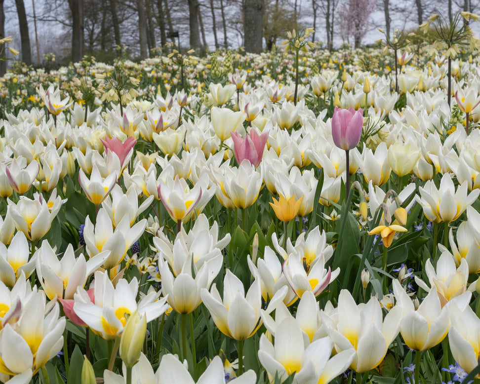 Tulip 'Ice Stick'