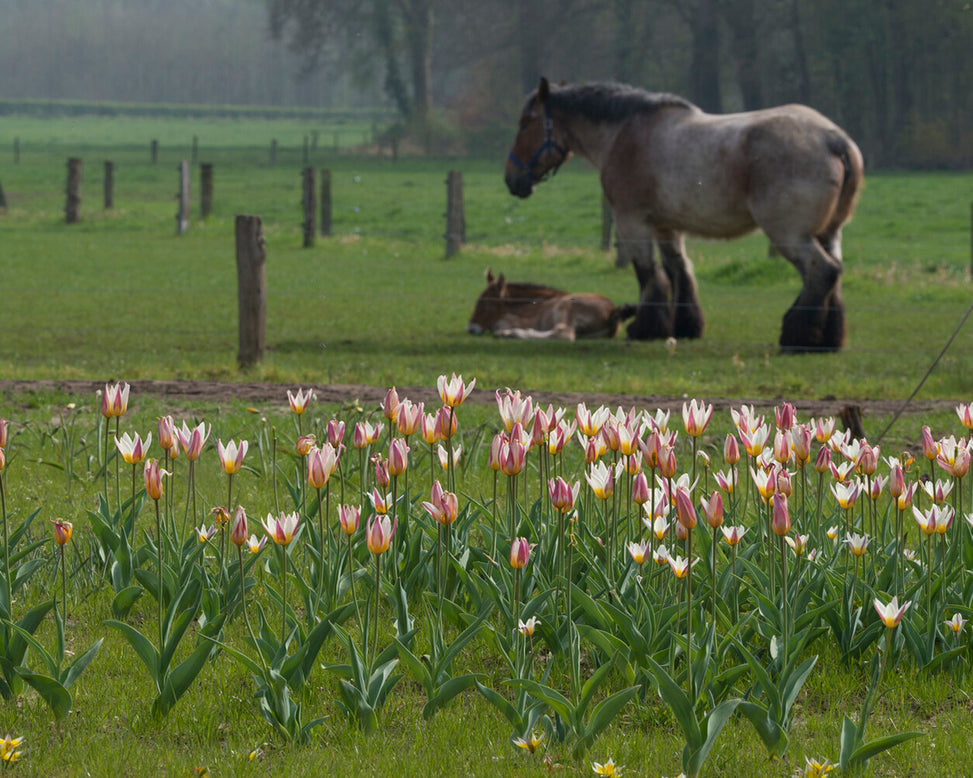 Tulip 'Ice Stick'