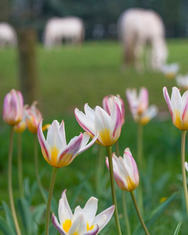 Tulip 'Ice Stick'