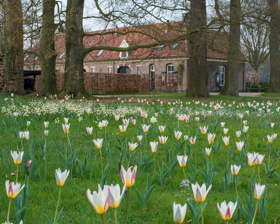 Tulip 'Ice Stick'