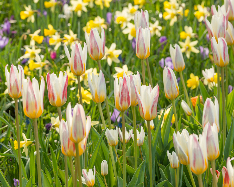 Tulip 'Ice Stick'