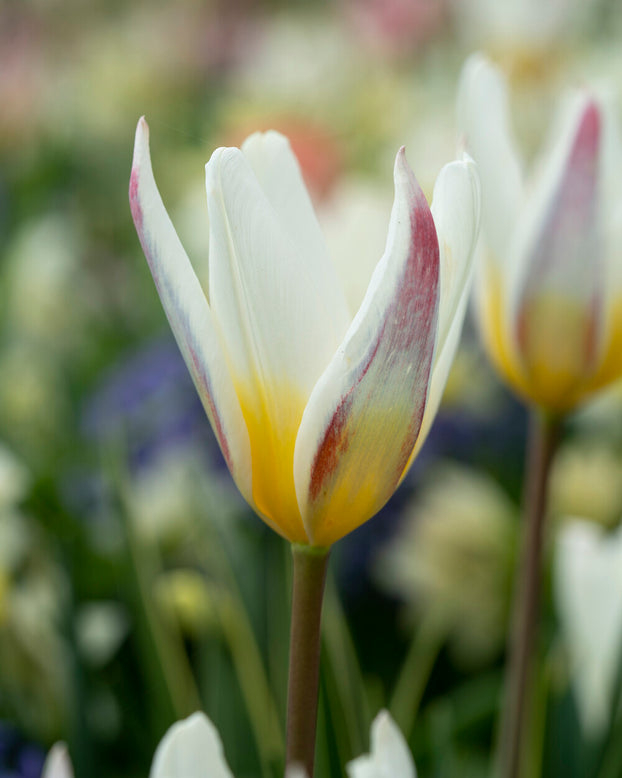 Tulip 'Ice Stick'