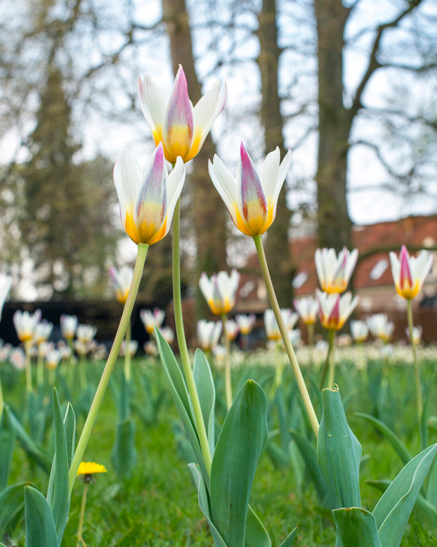 Tulip 'Ice Stick'