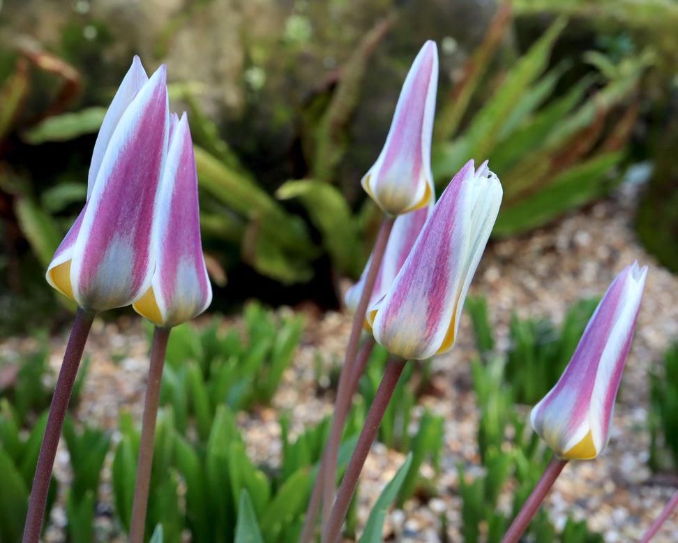 Tulip 'Ice Stick'