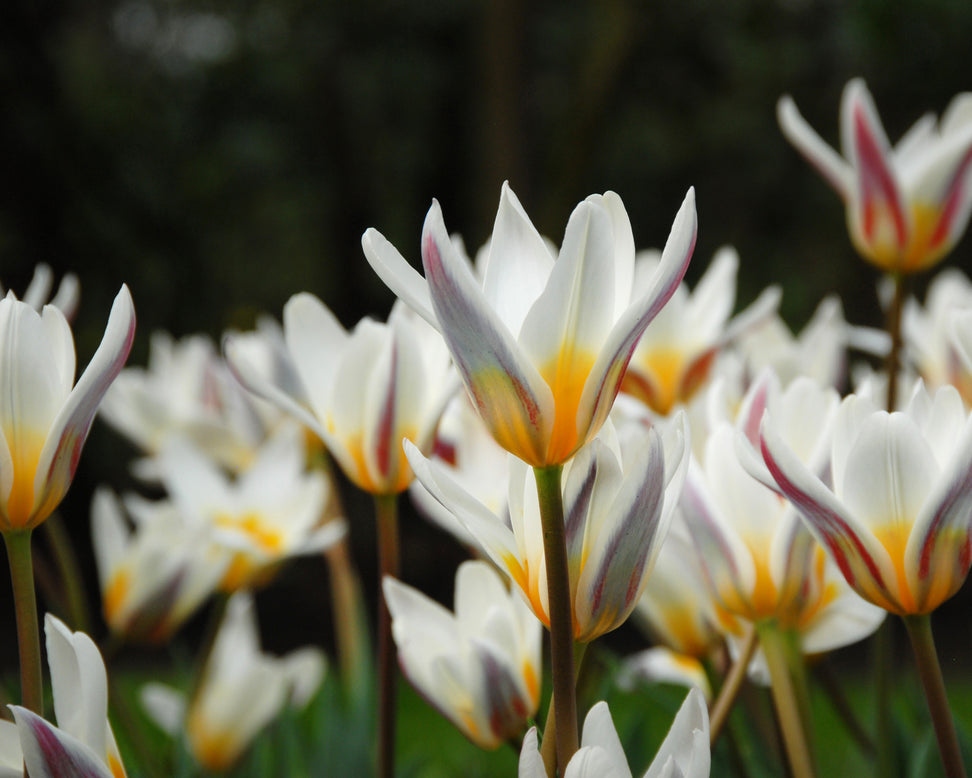 Tulip 'Ice Stick'