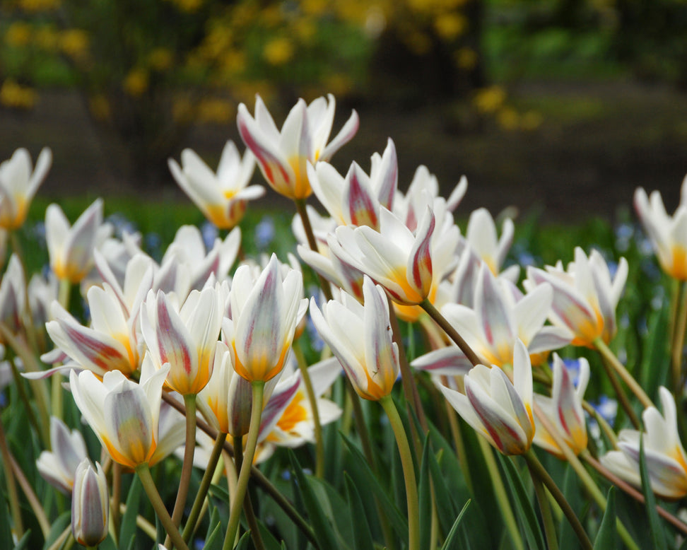 Tulip 'Ice Stick'