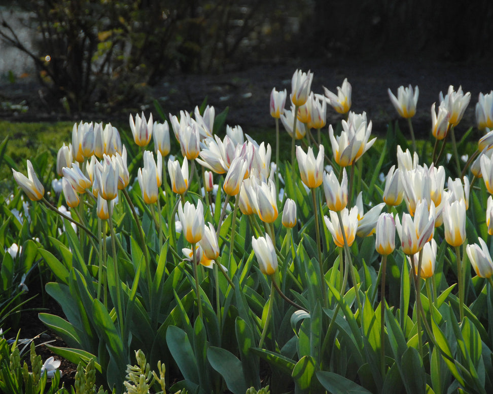 Tulip 'Ice Stick'