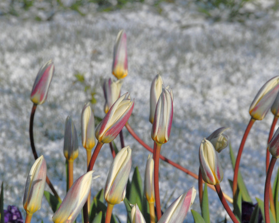 Tulip 'Ice Stick'