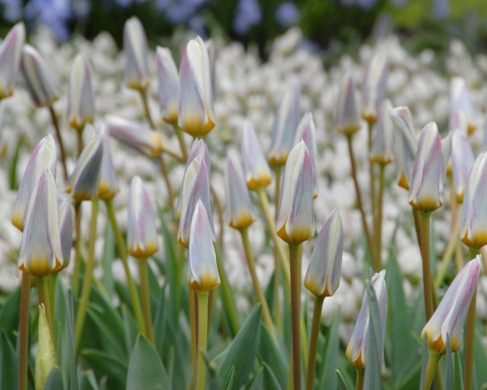 Tulip 'Ice Stick'