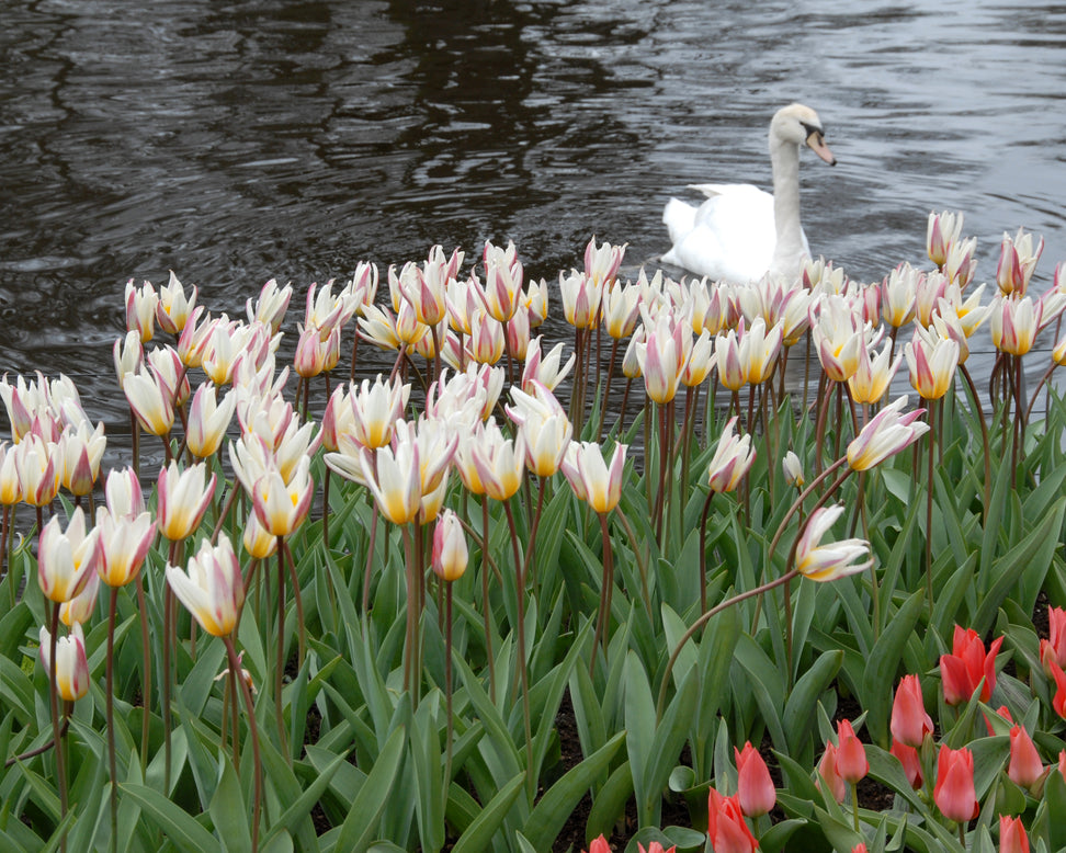 Tulip 'Ice Stick'