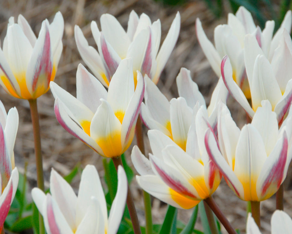 Tulip 'Ice Stick'