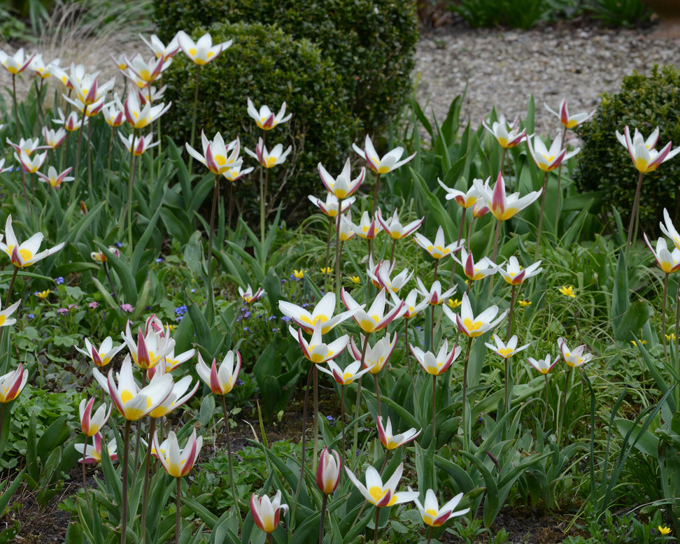 Tulip 'Ice Stick'