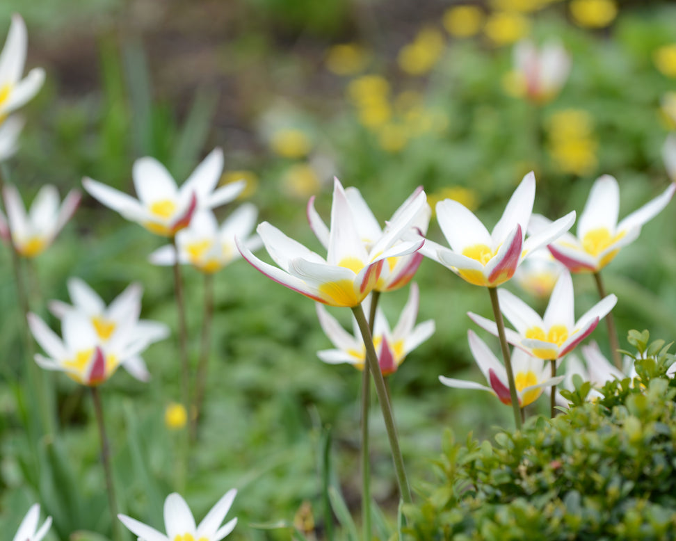 Tulip 'Ice Stick'