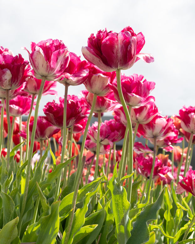 Tulip 'Jonquieres'