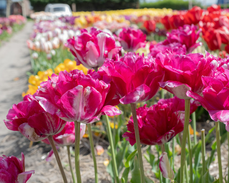 Tulip 'Jonquieres'