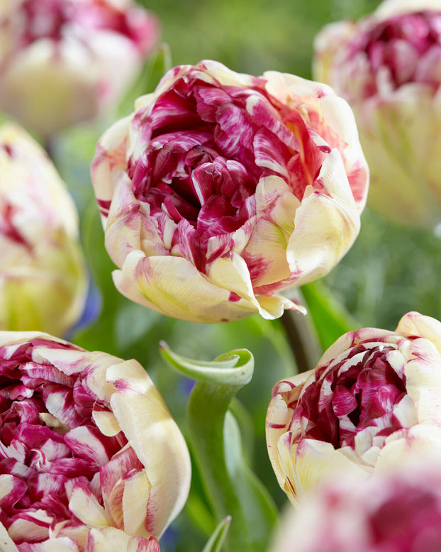 Tulip 'Jonquieres'