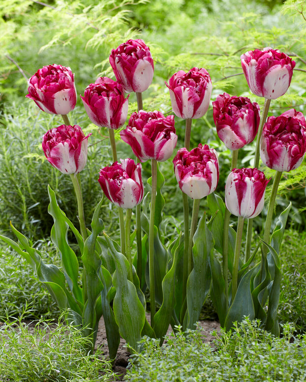 Tulip 'Jonquieres'