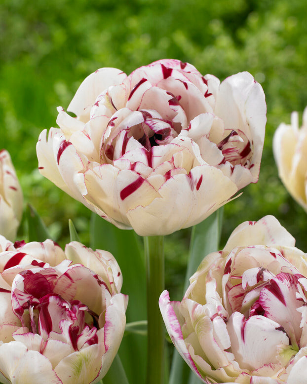 Tulip 'Jonquieres'