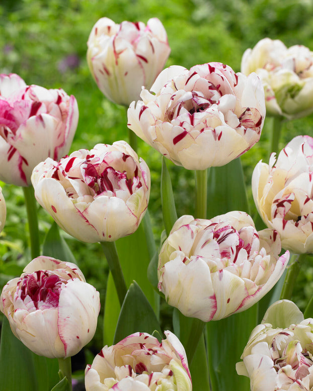 Tulip 'Jonquieres'