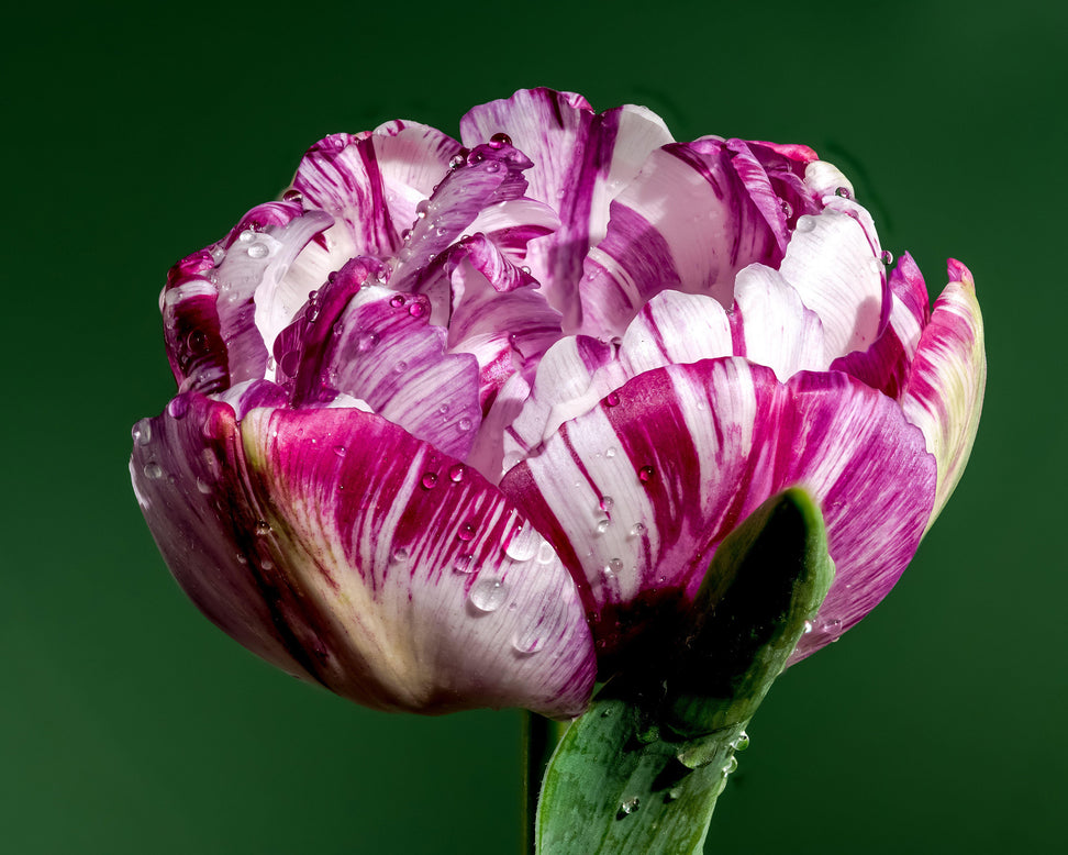 Tulip 'Jonquieres'