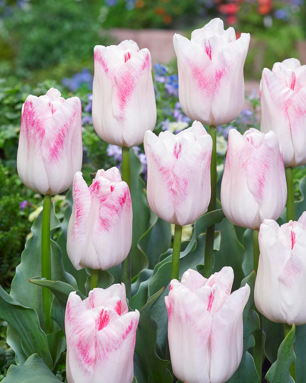 Tulip 'Kyoko Takahashi'