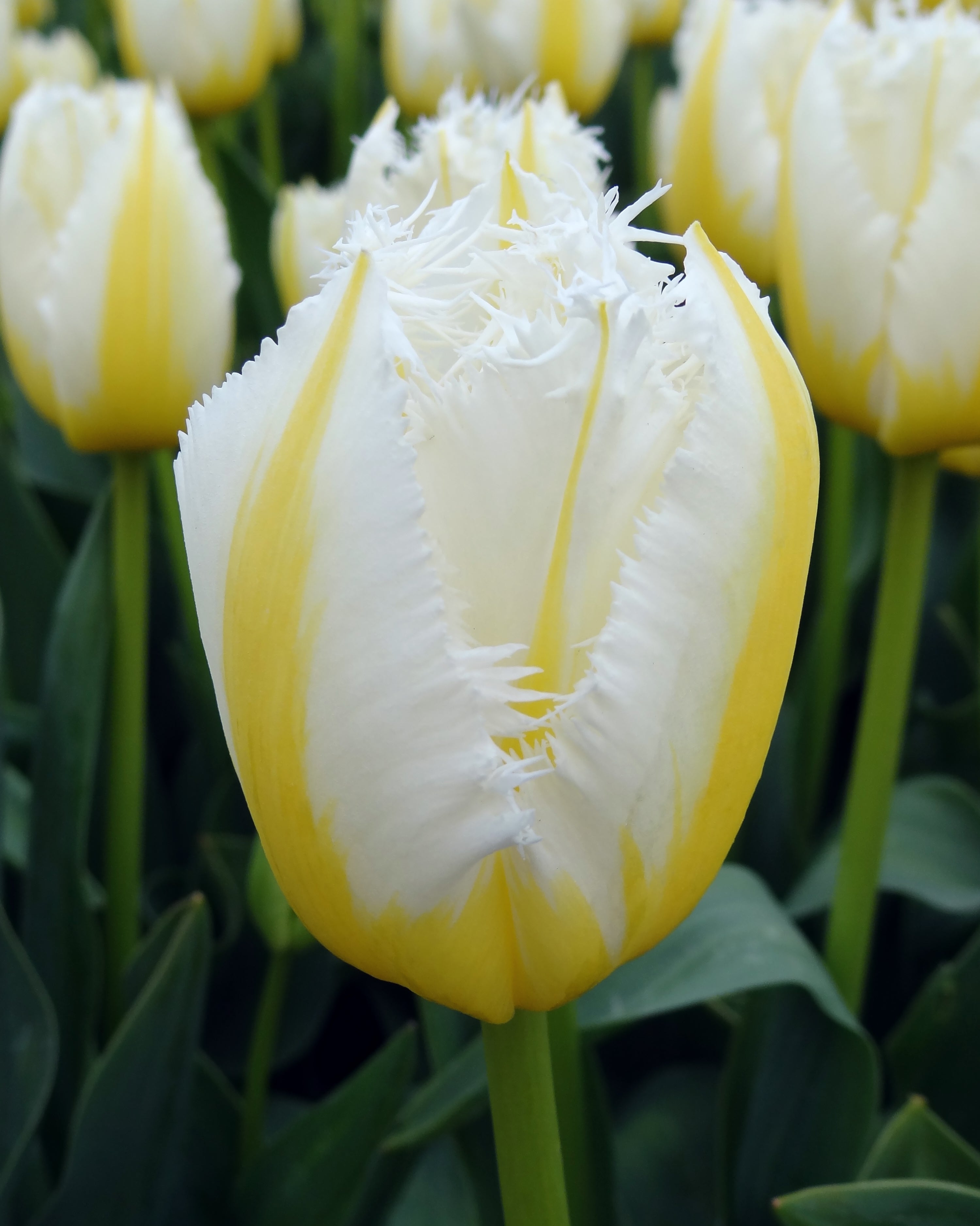 Tulip 'Lemon Beauty' bulbs — Buy online at Farmer Gracy UK