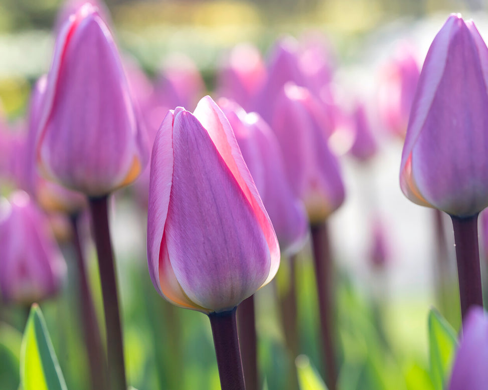 Tulip 'Light and Dreamy'