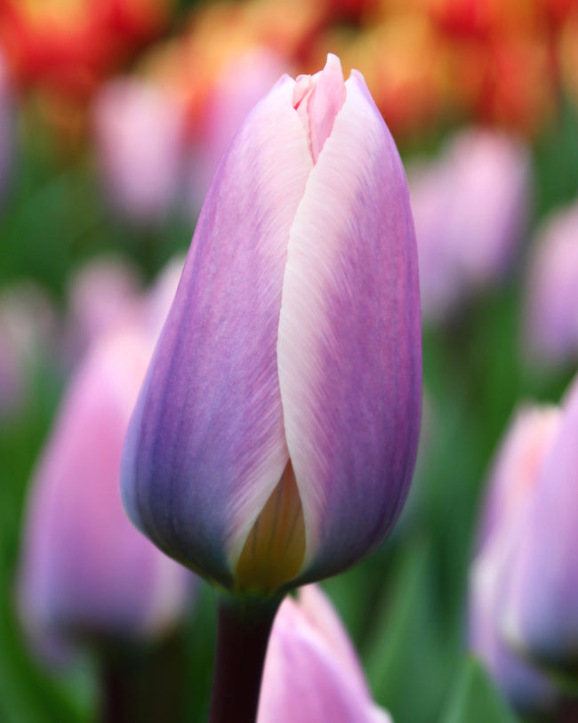 'Pride Mix' Tulip Collection Bulbs — Buy Mixed Darwin Hybrid Tulips ...