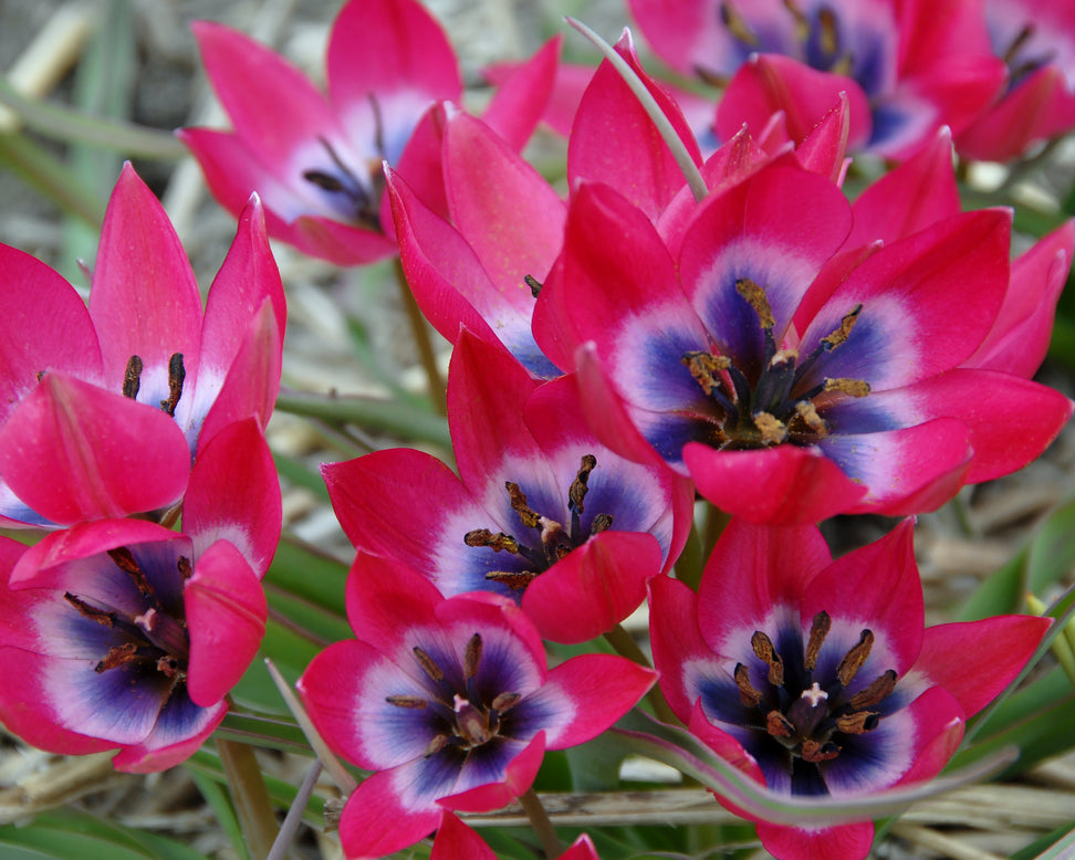 Tulip 'Little Beauty'