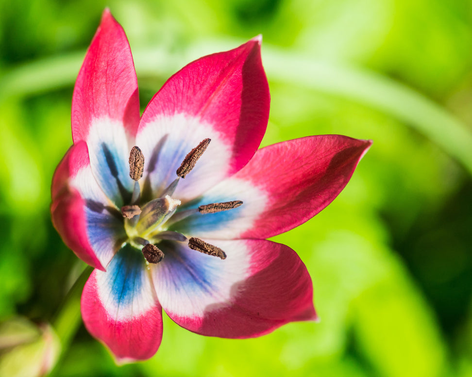 Tulip 'Little Beauty'