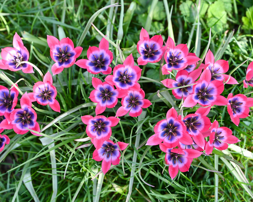 Tulip 'Little Beauty'