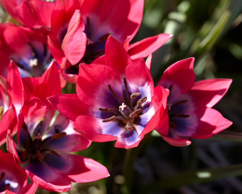 Tulip 'Little Beauty'