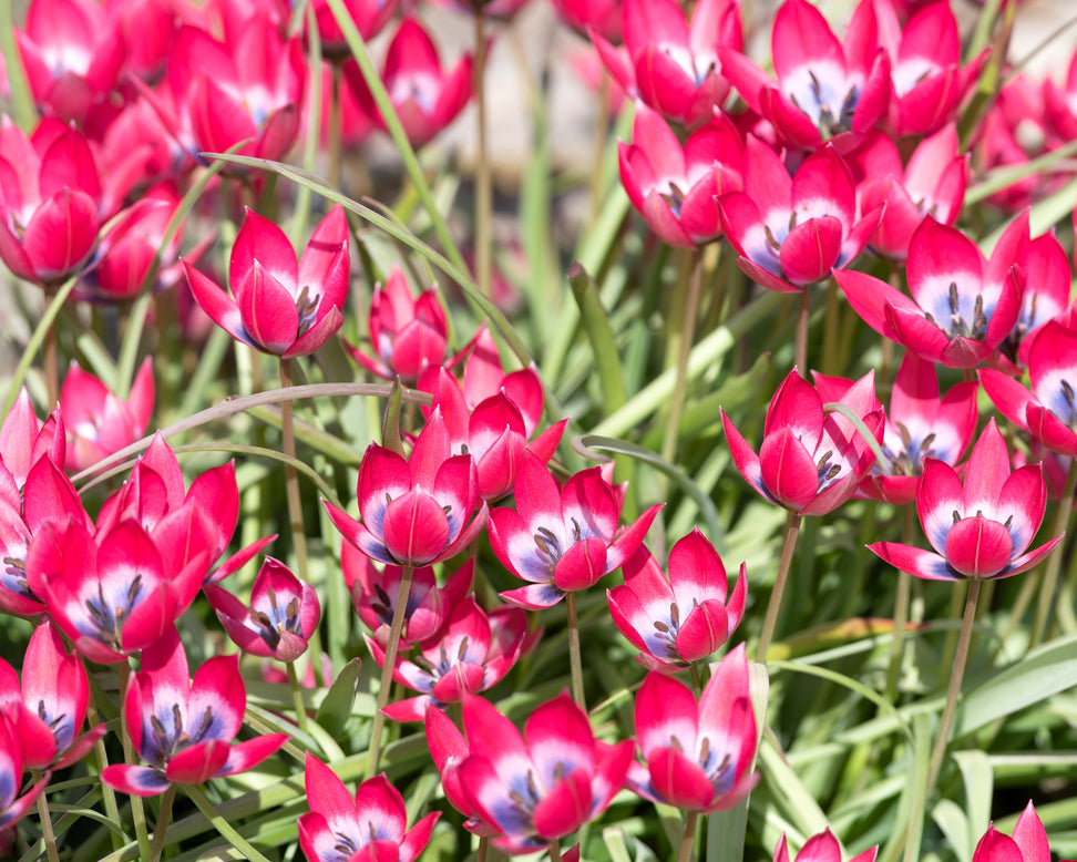 Tulip 'Little Beauty'