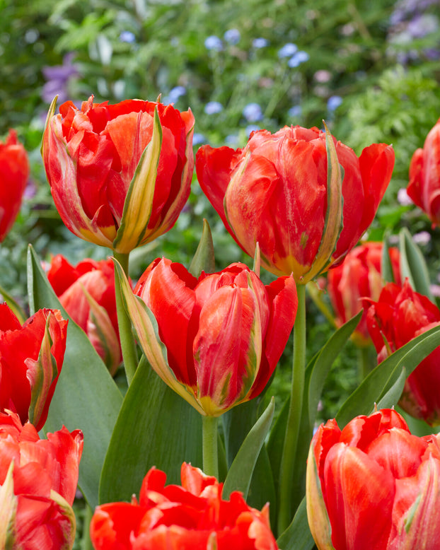 Tulip 'Love Valley'