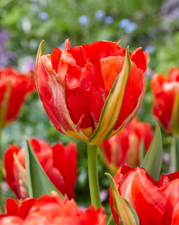 Tulip 'Love Valley'