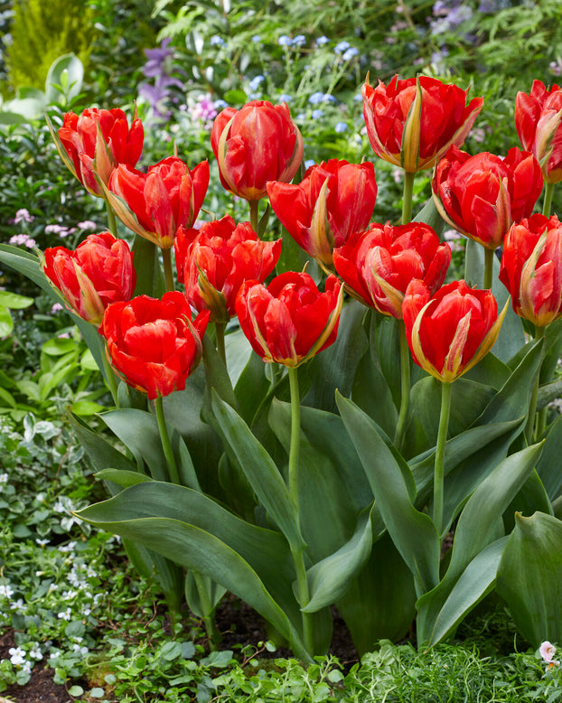 Tulip 'Love Valley'