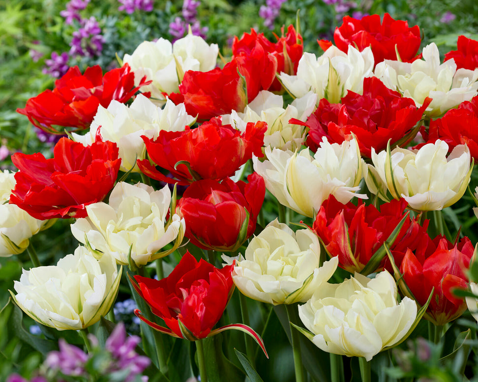 Tulip 'Love Valley'